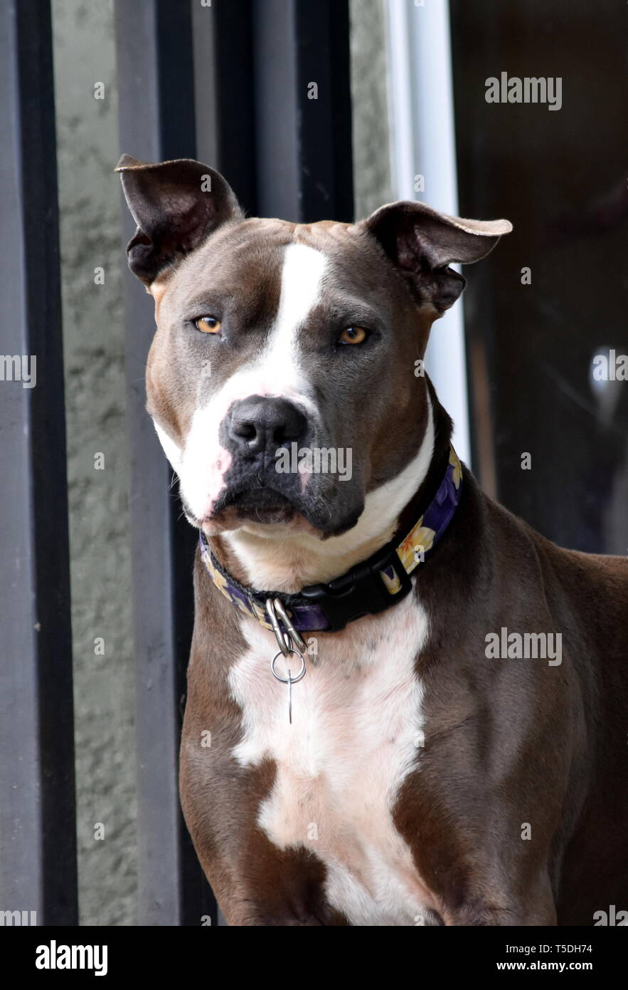 Le Violet Pit Bull dog fixant at camera Banque D'Images