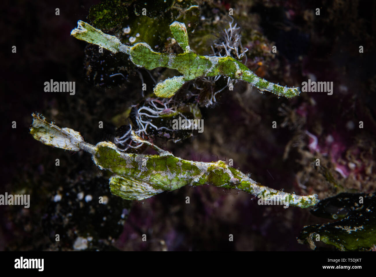 Une paire d'Halimeda syngnathe fantôme, Solenostomus halimeda, passez au-dessus de la barrière de corail à Raja Ampat, en Indonésie. Banque D'Images