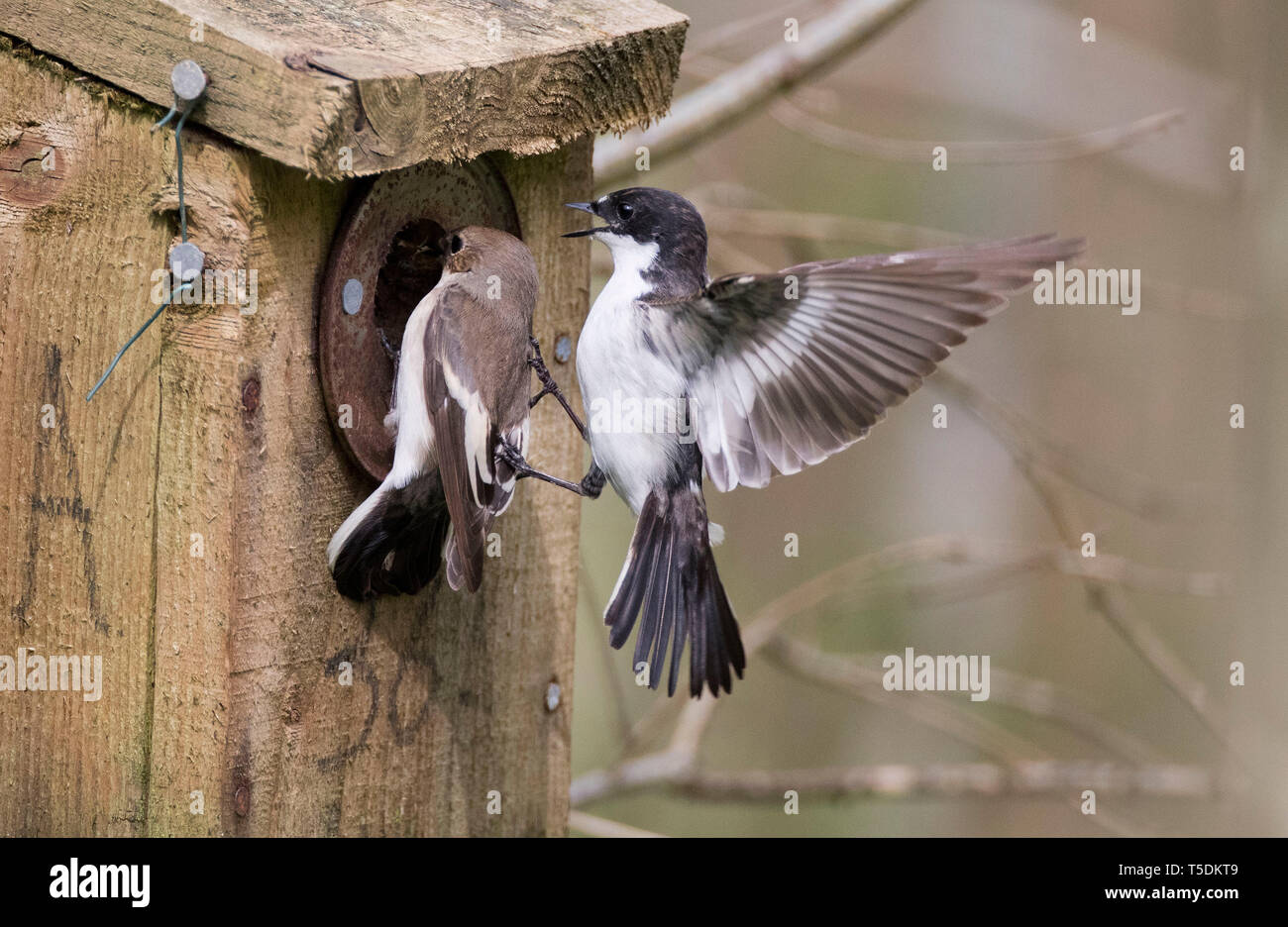 Paire de pied flycatcher Ficedula hypoleuca, à, d'un nichoir, forêts, Pays de Galles, Royaume-Uni Banque D'Images