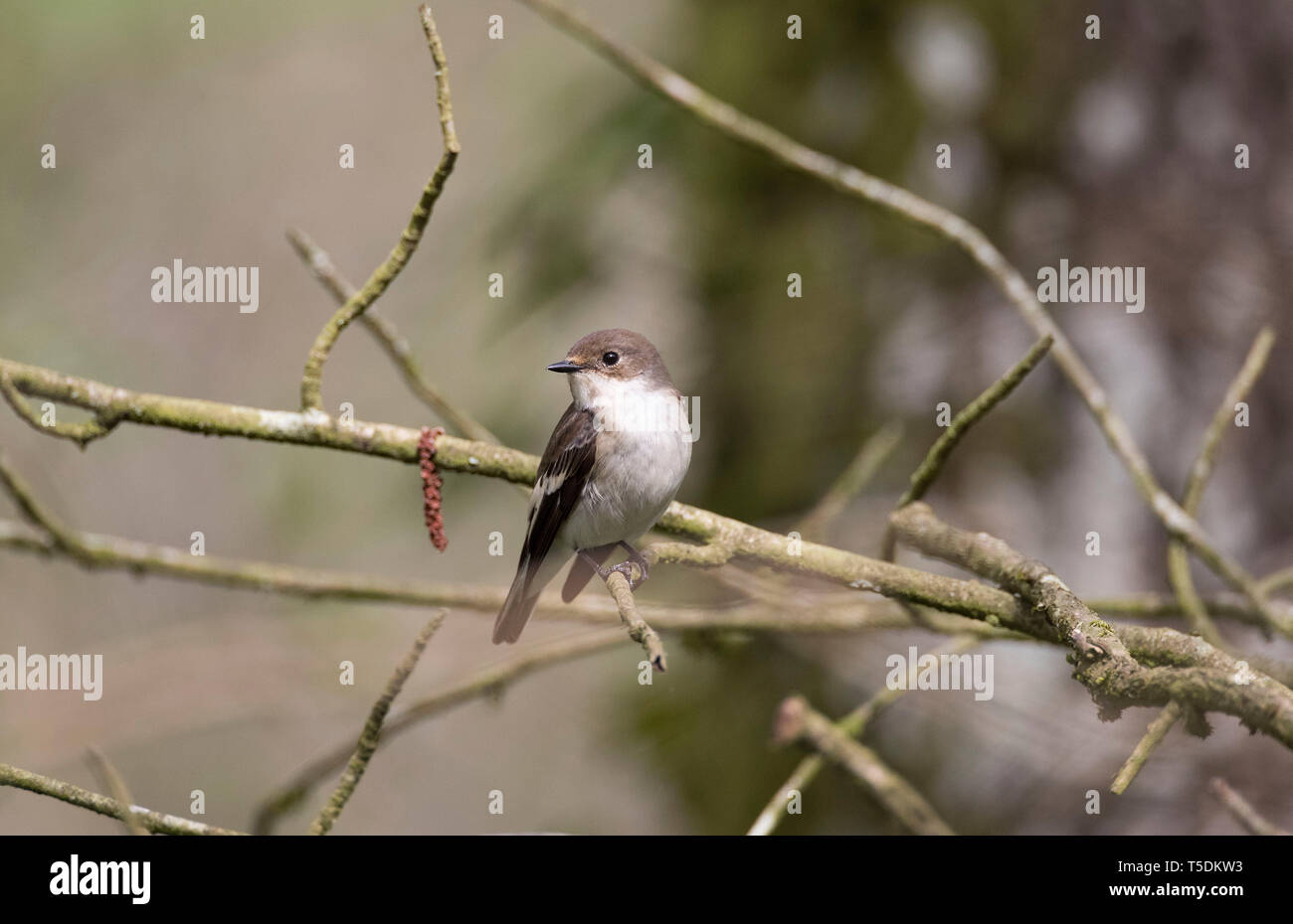 Moucherolle pie femelle, Ficedula hypoleuca, Woodland, Pays de Galles, Royaume-Uni Banque D'Images