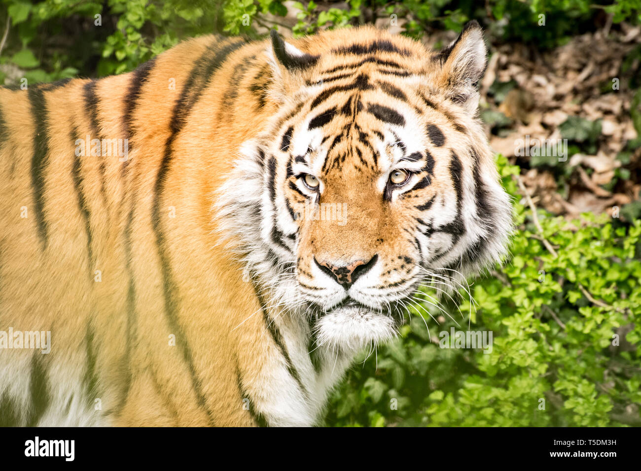 Tigre de Sibérie dans le zoo de Munich Banque D'Images