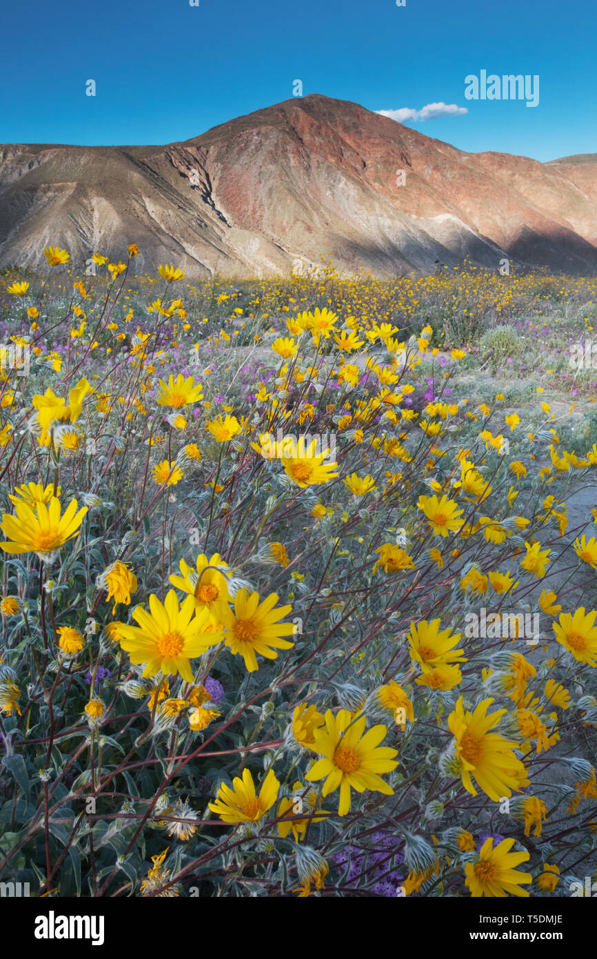 Super-floraison abondante, tournesols du désert (Geraea canescens) en fleurs après les pluies d'hiver, Anza-Borrego State Park, Californie Banque D'Images