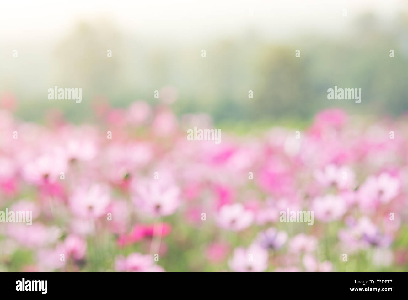 Arrière-plan flou pour fleurs, plantes colorées Banque D'Images