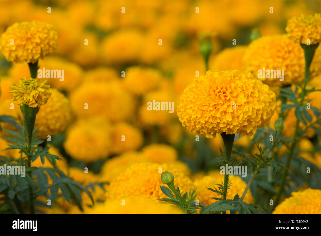 Tagètes Orange flower fields, selective focus Banque D'Images