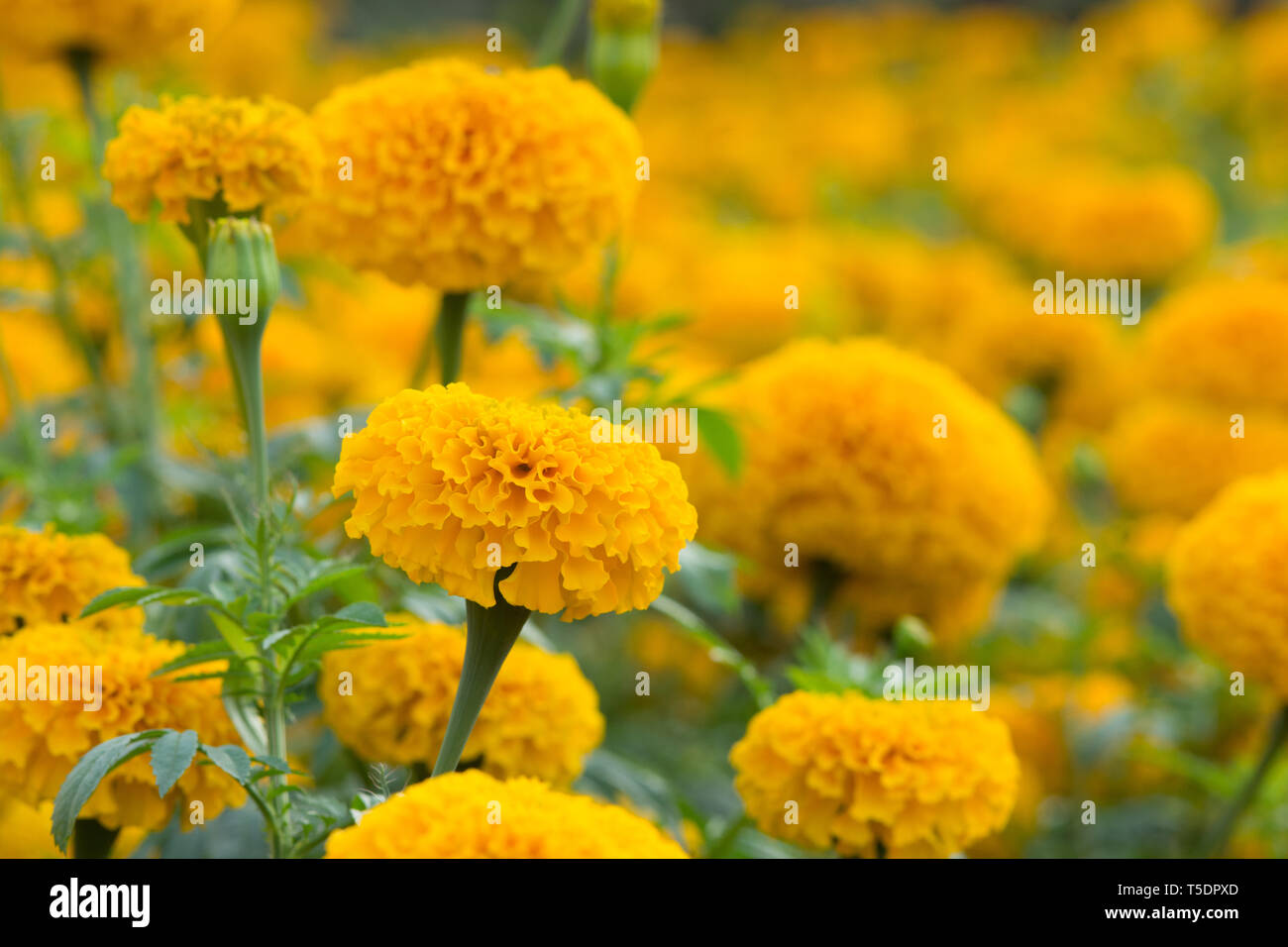 Tagètes Orange flower fields, selective focus Banque D'Images