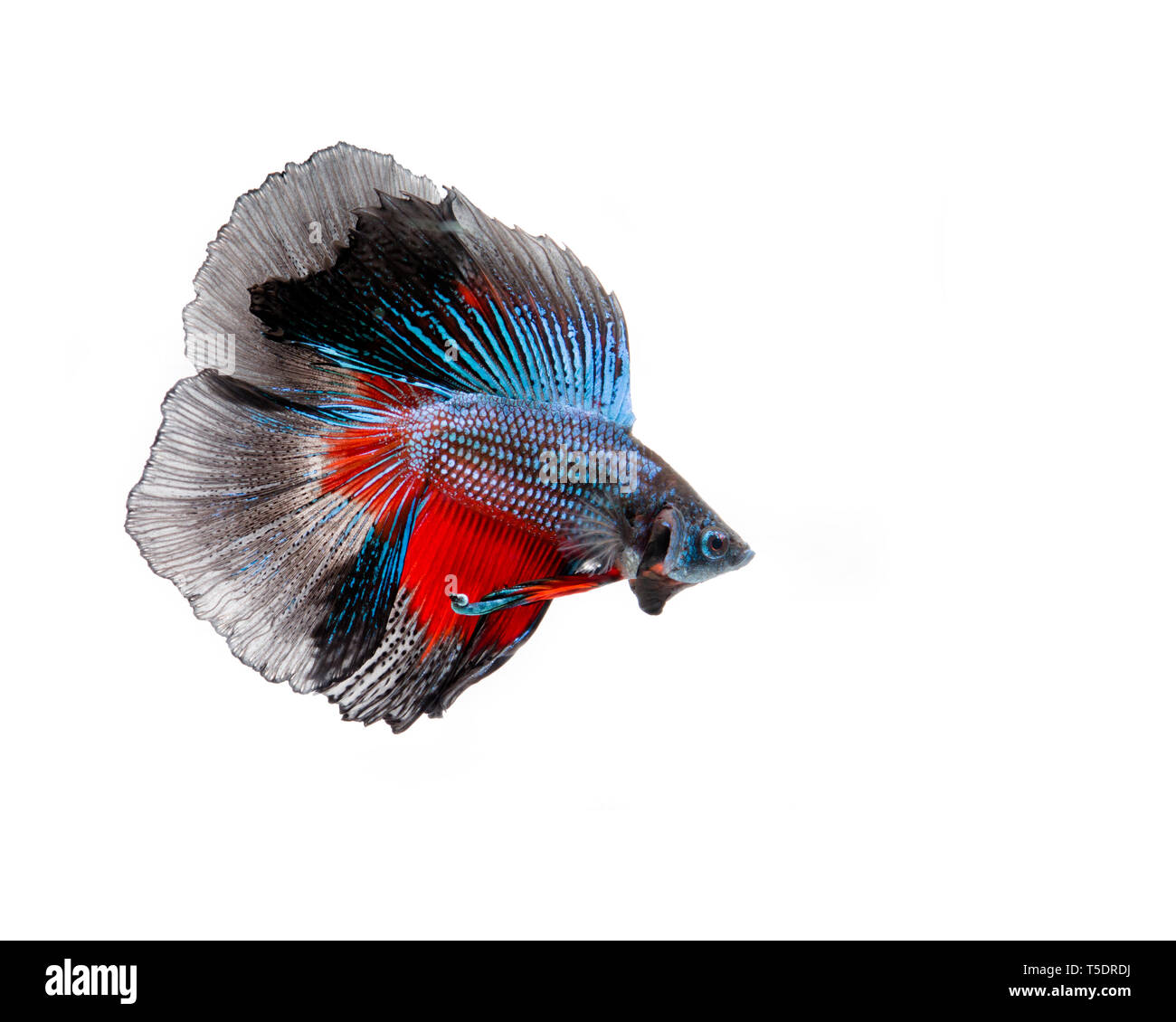 Couleur multi-betta poisson, poisson combattant siamois sur fond blanc Banque D'Images