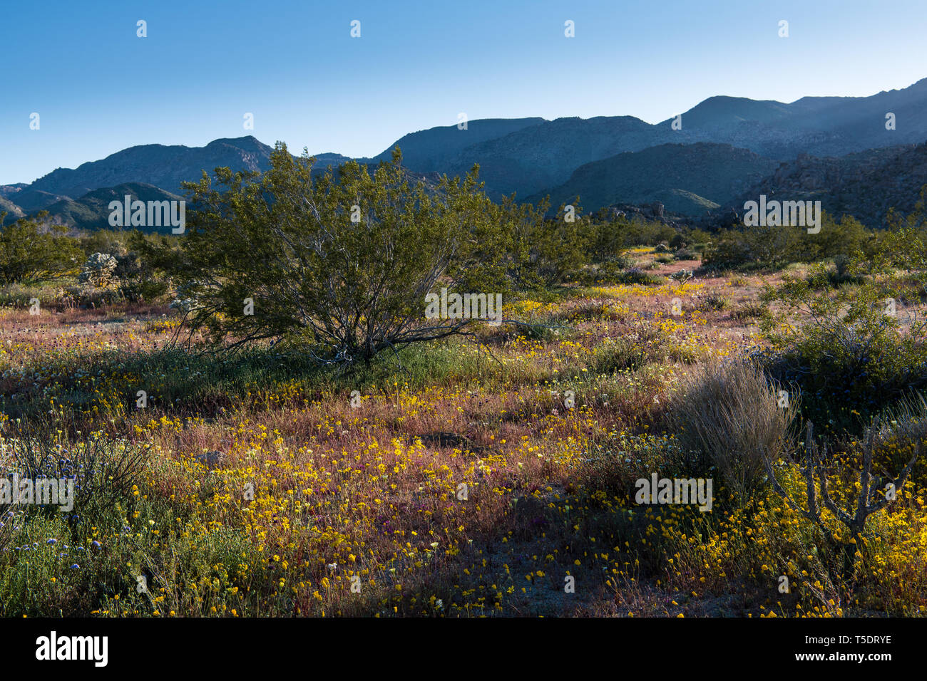 Paysage de désert et montagnes de fleurs de fleurs sauvages dans le parc national Joshua Tree Banque D'Images