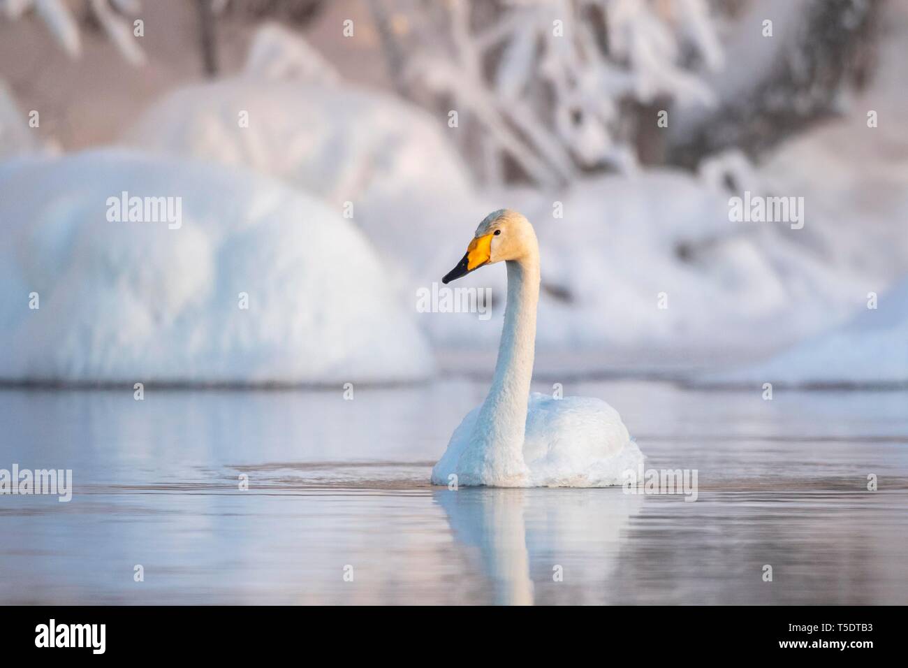 Cygne chanteur (Cygnus cygnus) nage dans le lac, rive enneigée, Muonio, Laponie, Finlande Banque D'Images