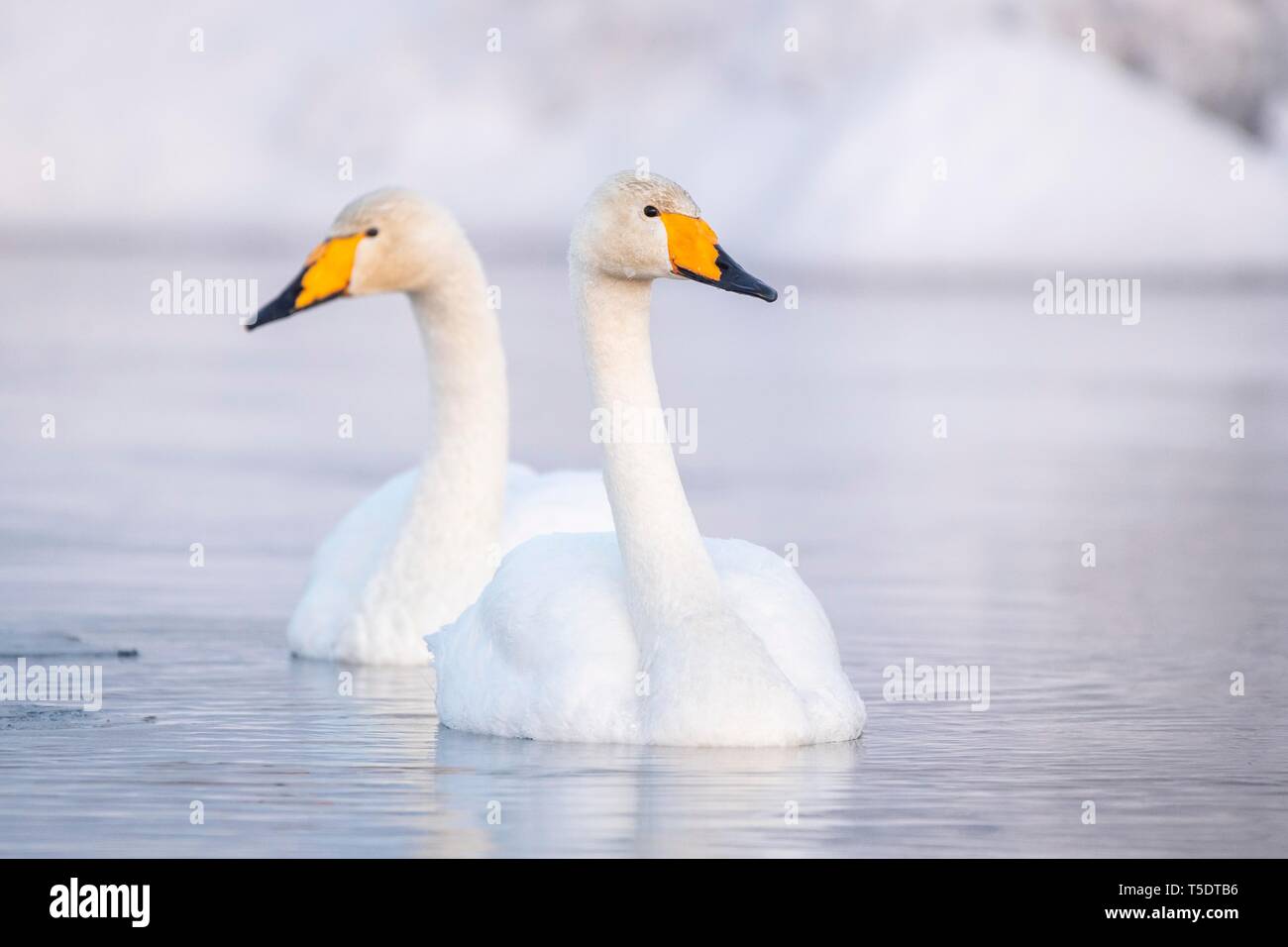 Deux cygnes chanteurs (Cygnus cygnus) Nager dans le lac en hiver, Muonio, Laponie, Finlande Banque D'Images