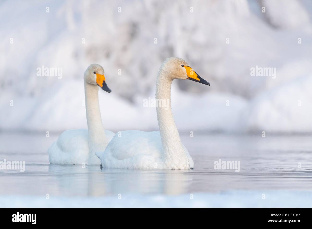 Deux cygnes chanteurs (Cygnus cygnus) baignade dans le lac, rive enneigée, Muonio, Laponie, Finlande Banque D'Images