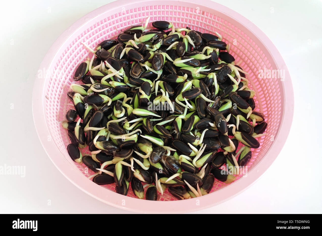 Fermé les germes de Nitta avec peal, légumes thaï. Banque D'Images