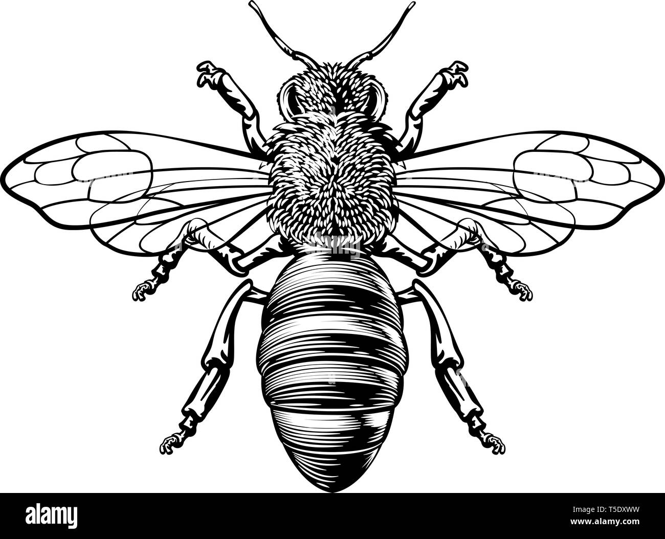 Bumble Bee miel Woodcut Vintage Dessin Bumblebee Illustration de Vecteur