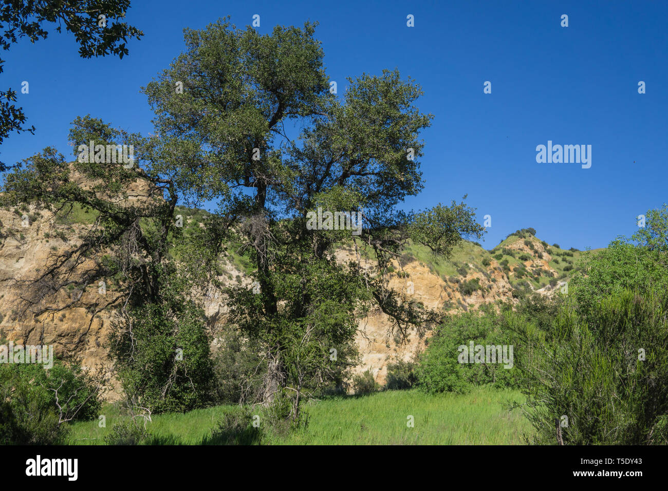 L'herbe verte et rock vallée pleine de croissance dans le sud de la Californie. Banque D'Images