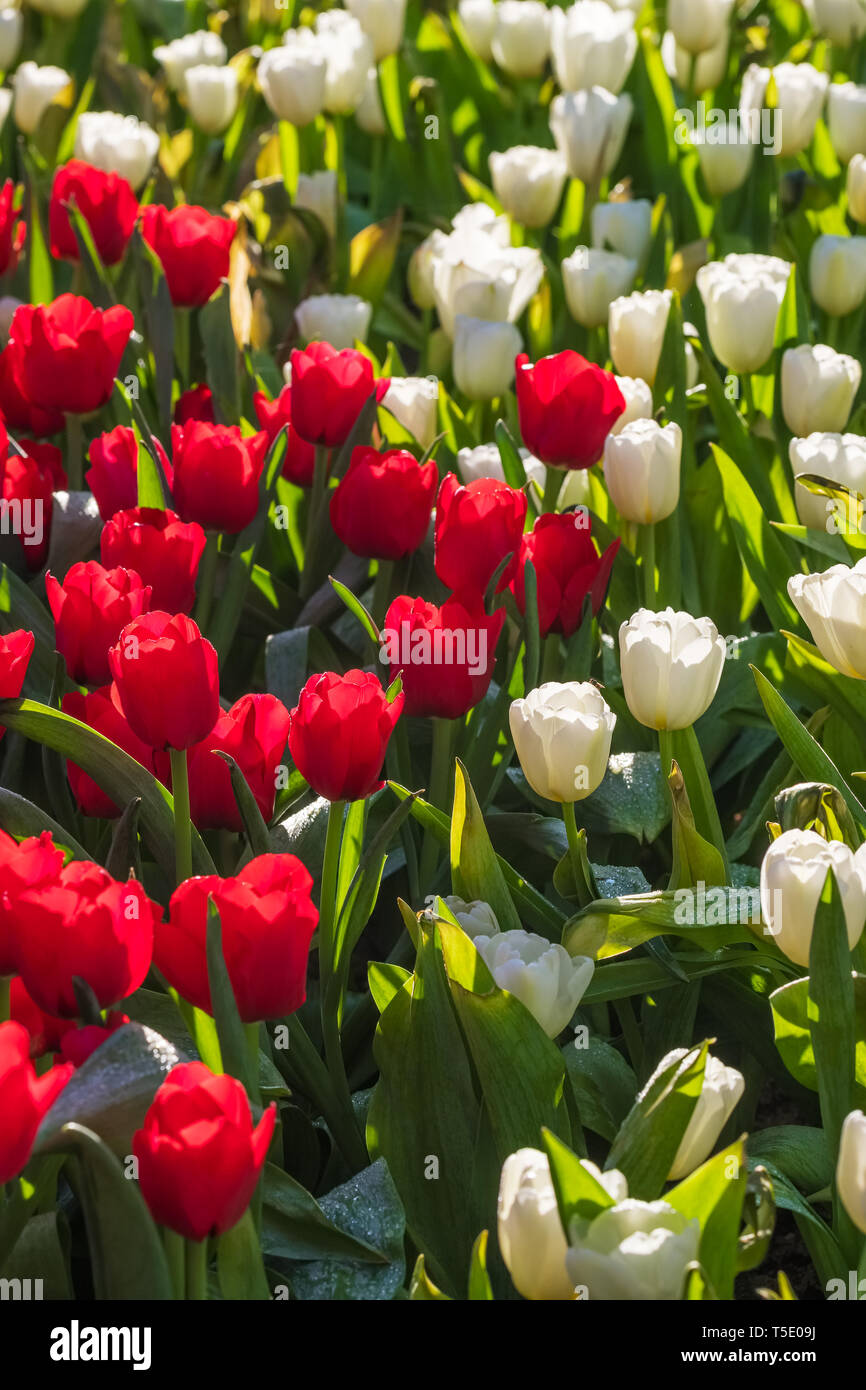 Belles tulipes rouges et blanches close-up Banque D'Images