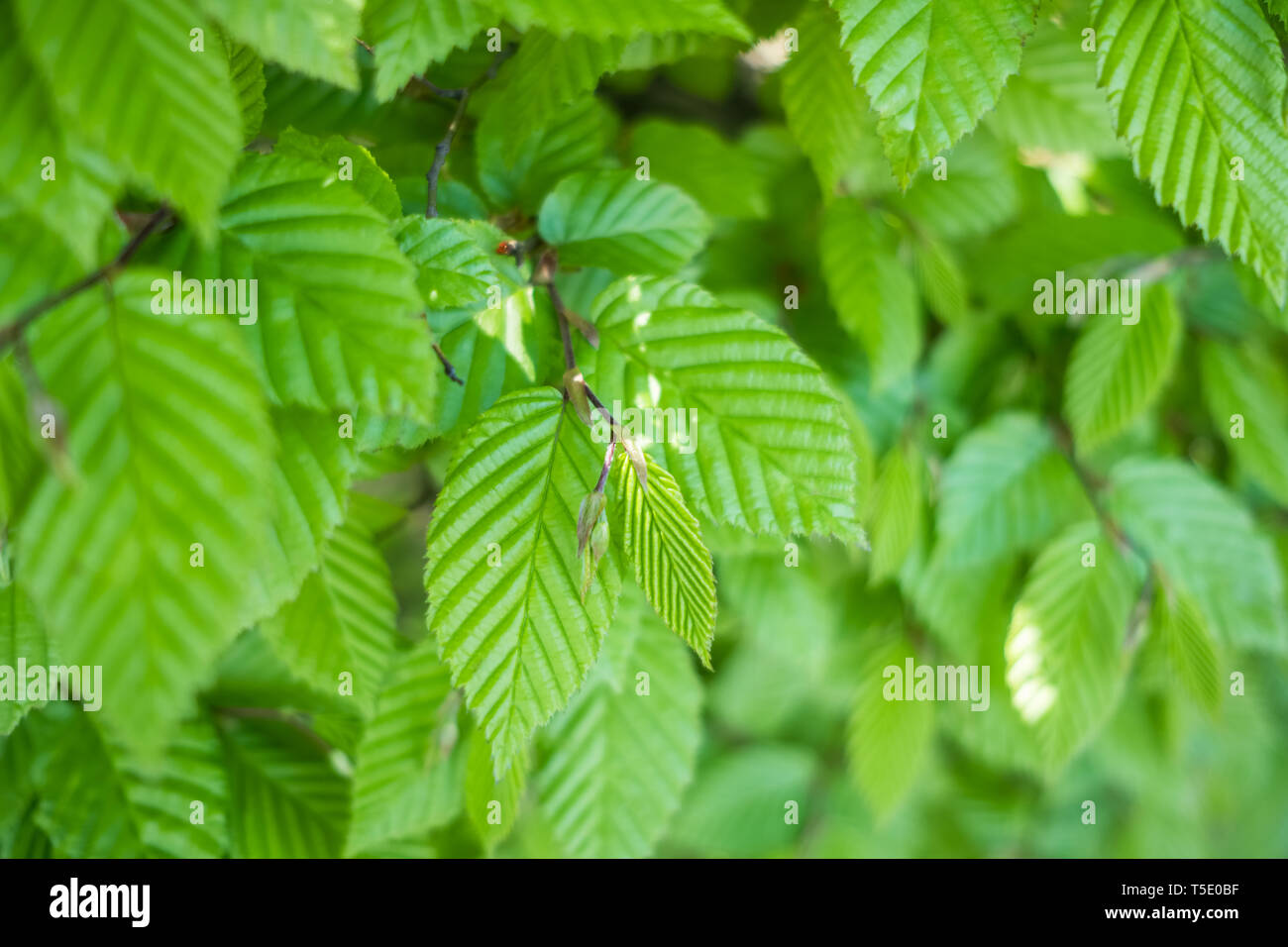 Fond vert feuilles Banque D'Images