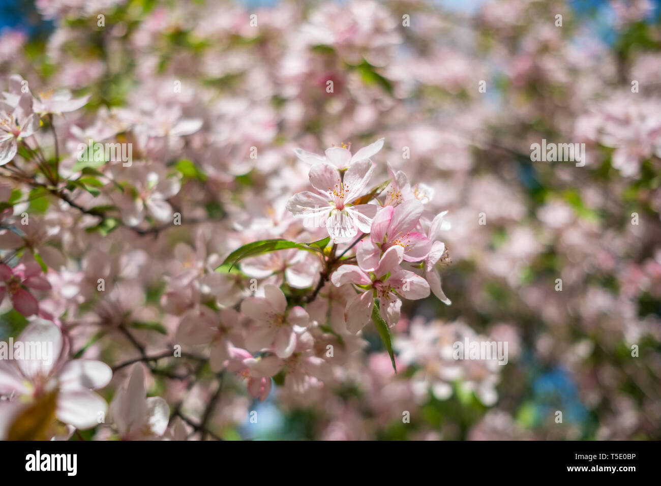 Fleur de cerisier rose fleurs Banque D'Images