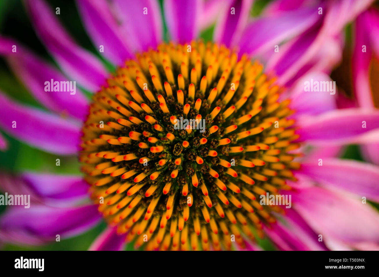 Blume, Sonnenhut, Echinacea, Echinacea Lila, Roter Sonnenhut, Purpur Sonnenhut, Echinacea purpurea. Der Blüte Nahaufnahme Banque D'Images