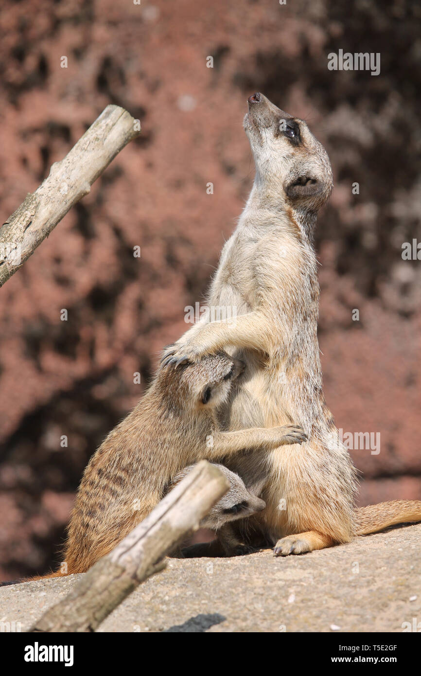 Le meerkat ou suricate est une petite carnivoran appartenant à la famille des mangoustes (Herpestidae). C'est la seule espèce du genre Suricata. Banque D'Images