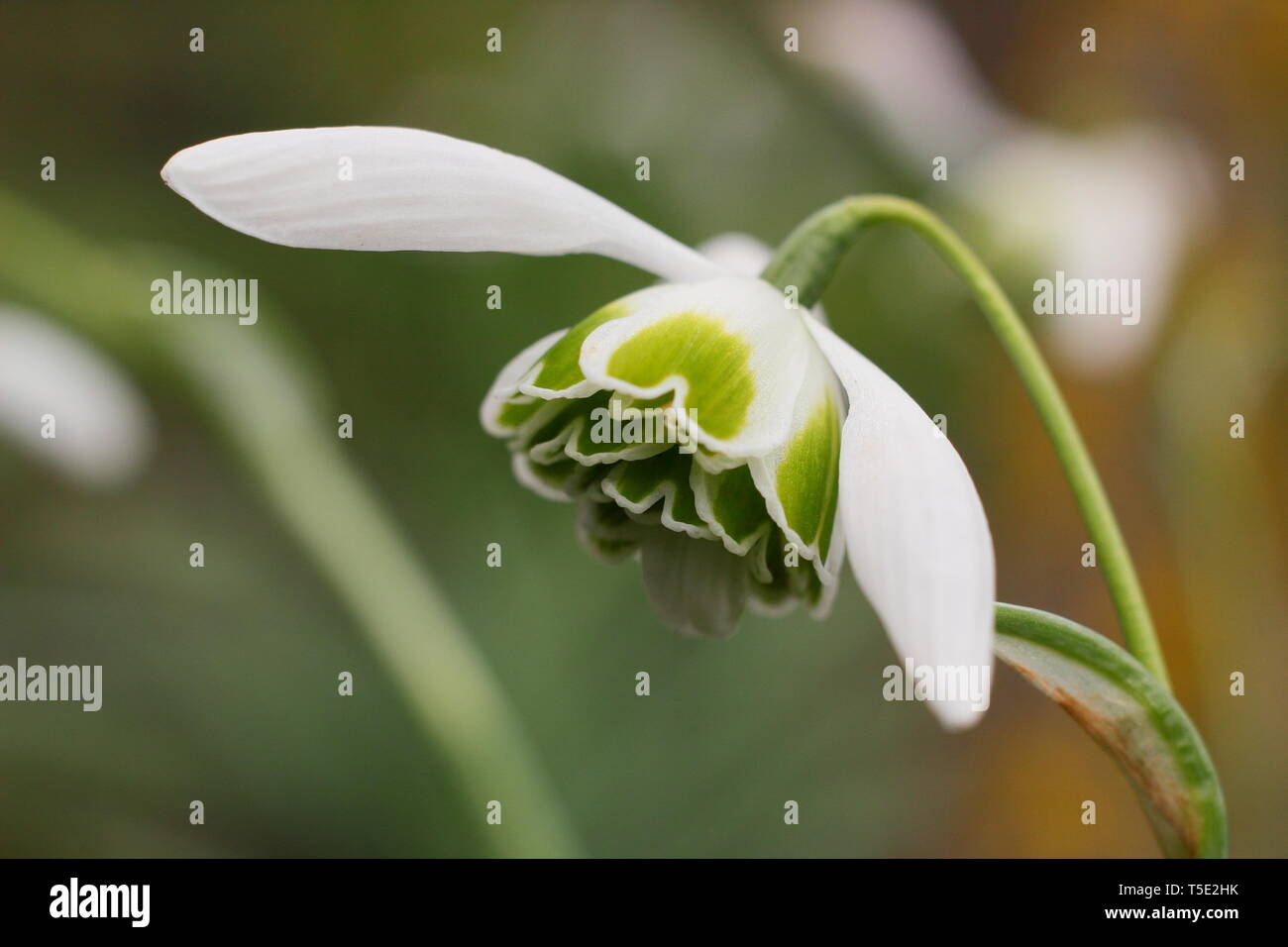 Galanthus 'Jaquenetta'. Les marquages du vert de fleur double Jaquenetta de la perce-neige groupe Greatorex - Février, UK Banque D'Images