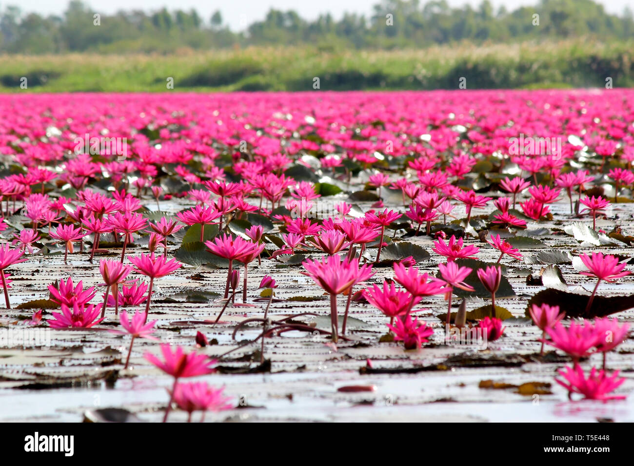 Rouge en fleurs fleur de lotus dans l'étang Banque D'Images