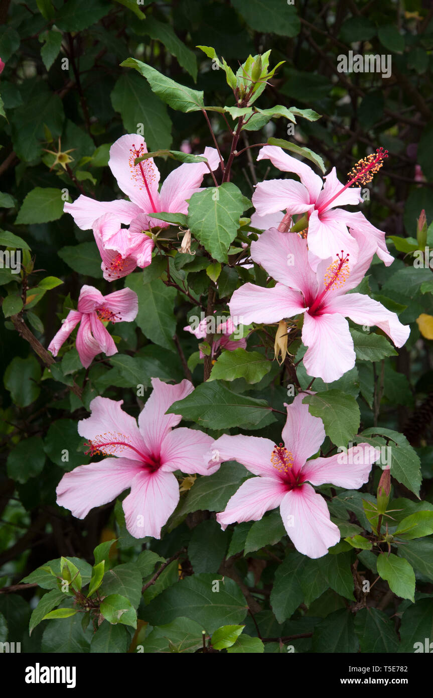 Hibiscus floraison dans le Fitzroy Gardens, Melbourne, Australie Banque D'Images