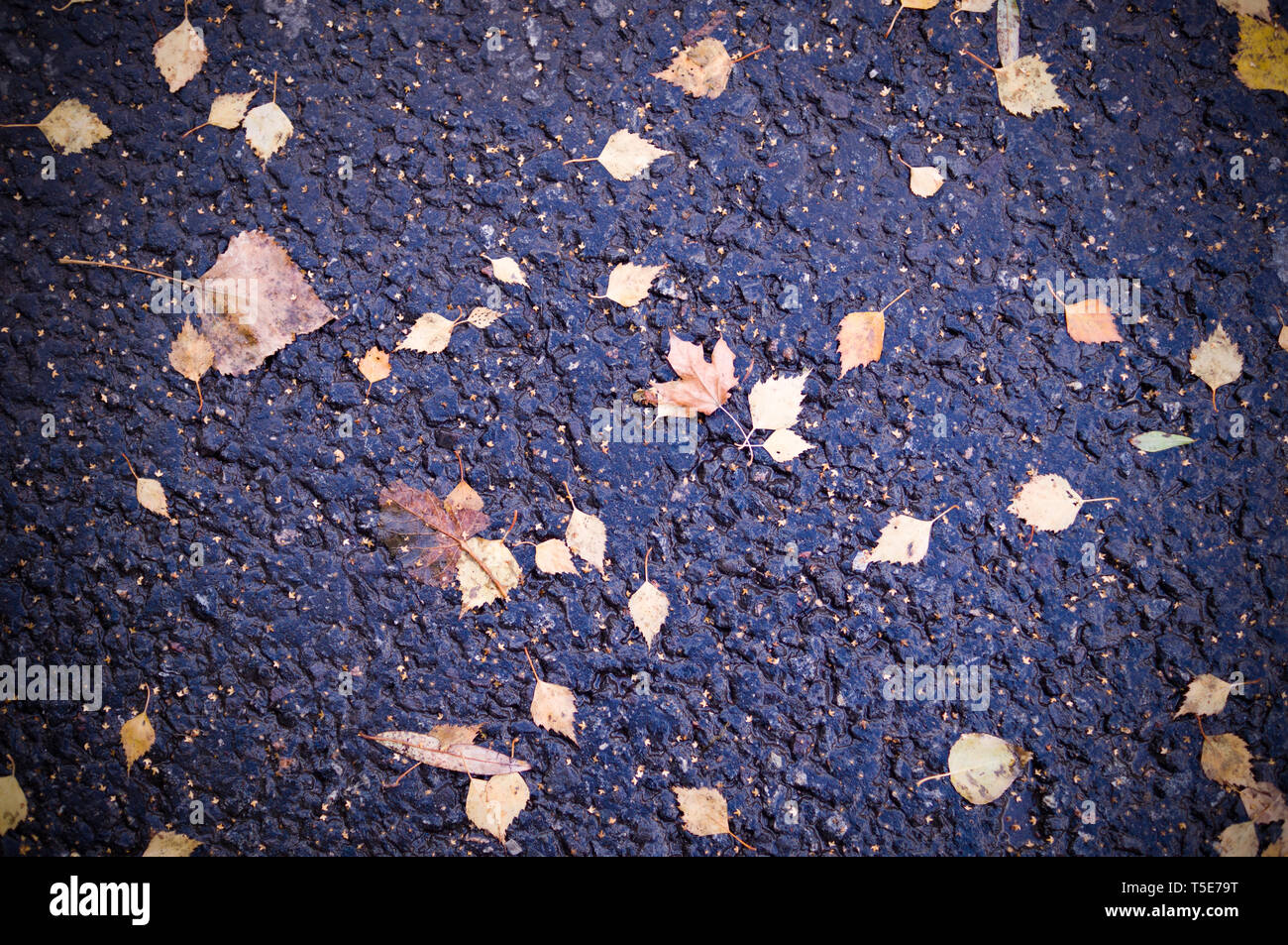 Les feuilles d'automne jaune sur l'asphalte humide avec la texture de fond. vignette, saisonniers. Banque D'Images