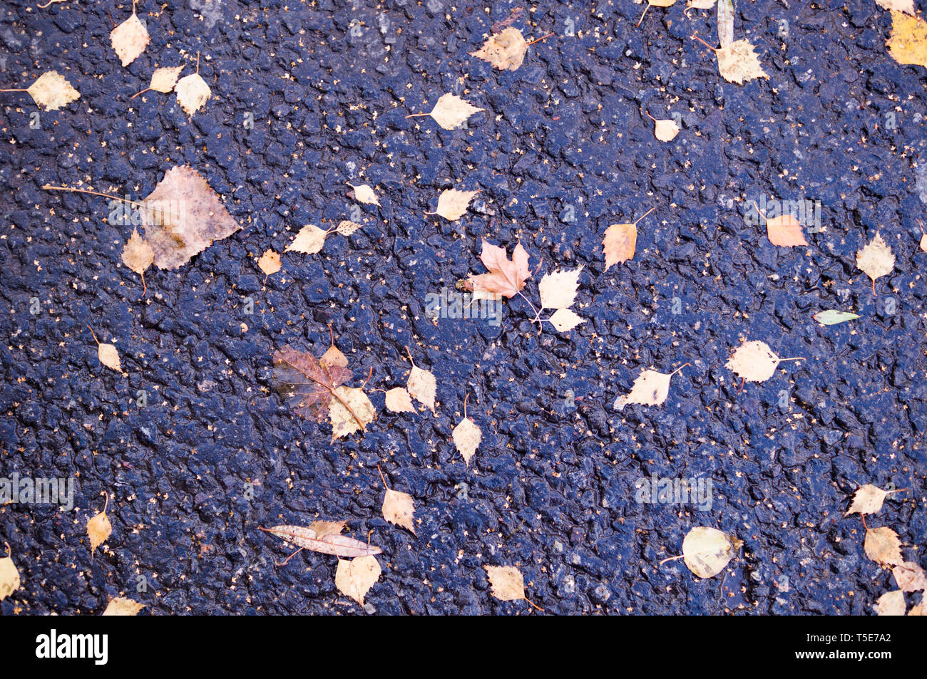 Les feuilles d'automne jaune sur fond d'asphalte humide. texture, de saison. Banque D'Images