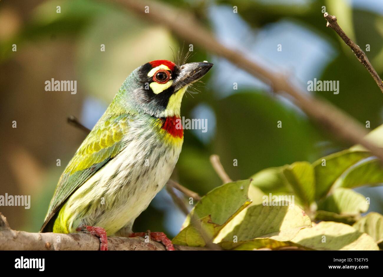 Coppersmith Barbet Banque D'Images