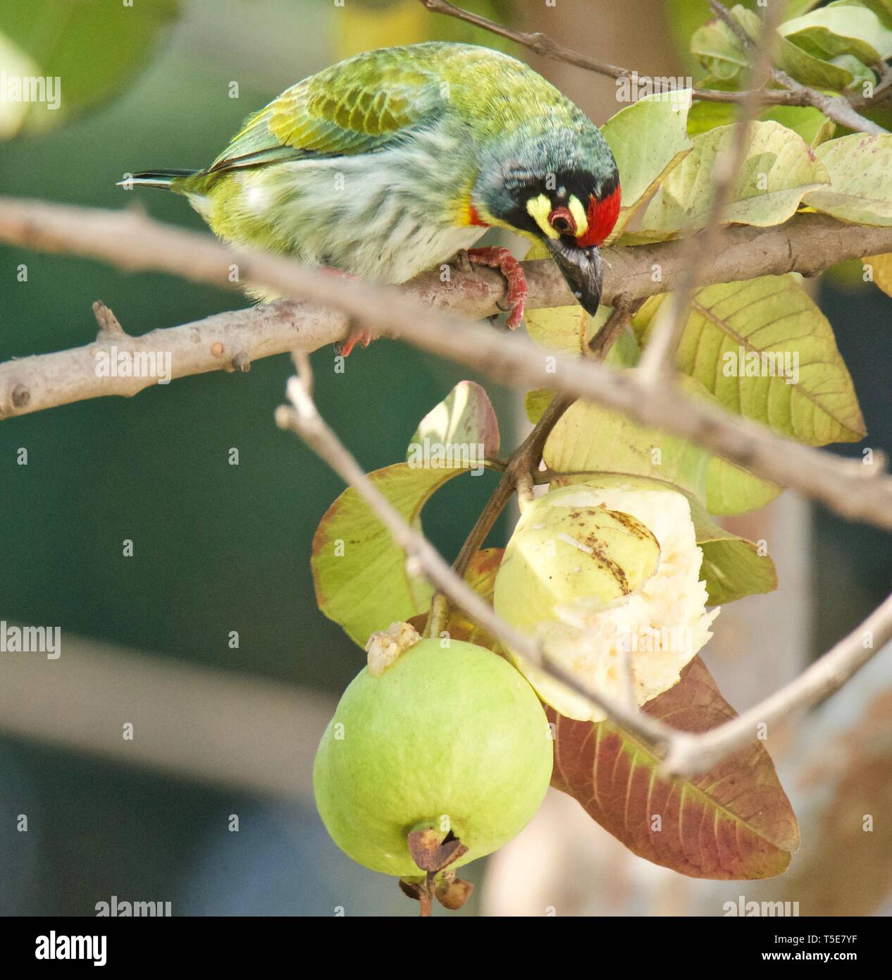 Coppersmith Barbet Banque D'Images