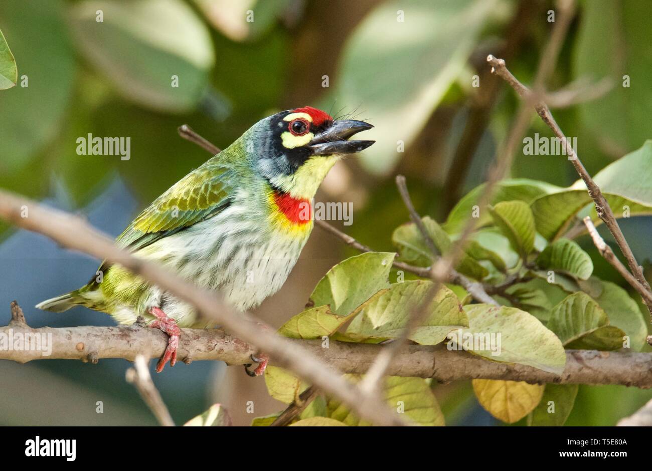 Coppersmith Barbet Banque D'Images