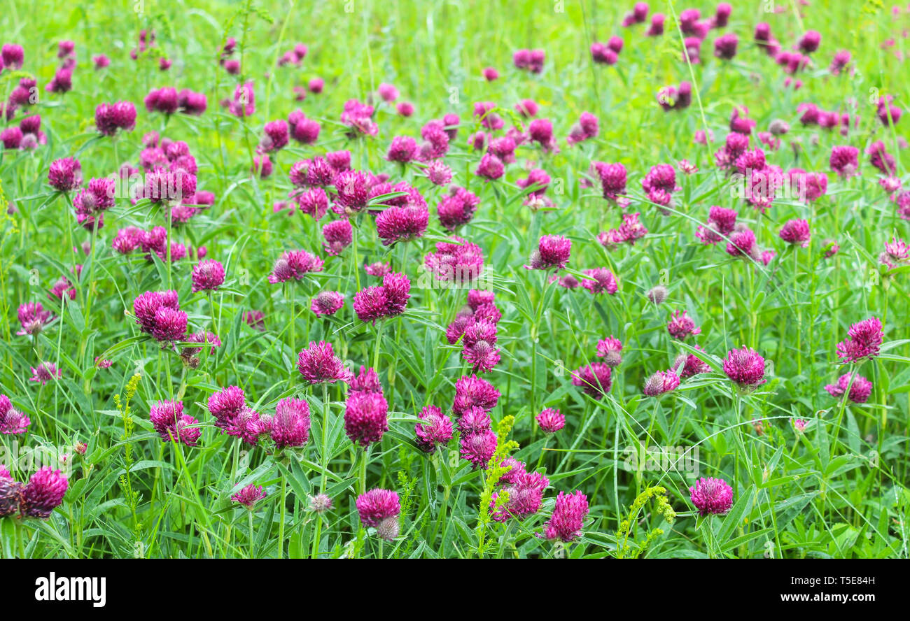Le trèfle en fleurs dans un pré en arrière-plan Banque D'Images