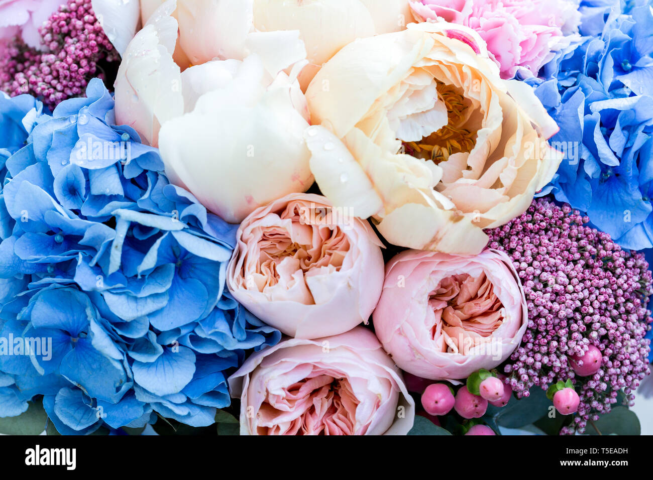 Fleur Rose Avec Une étonnante Et Crémeux De Pivoines