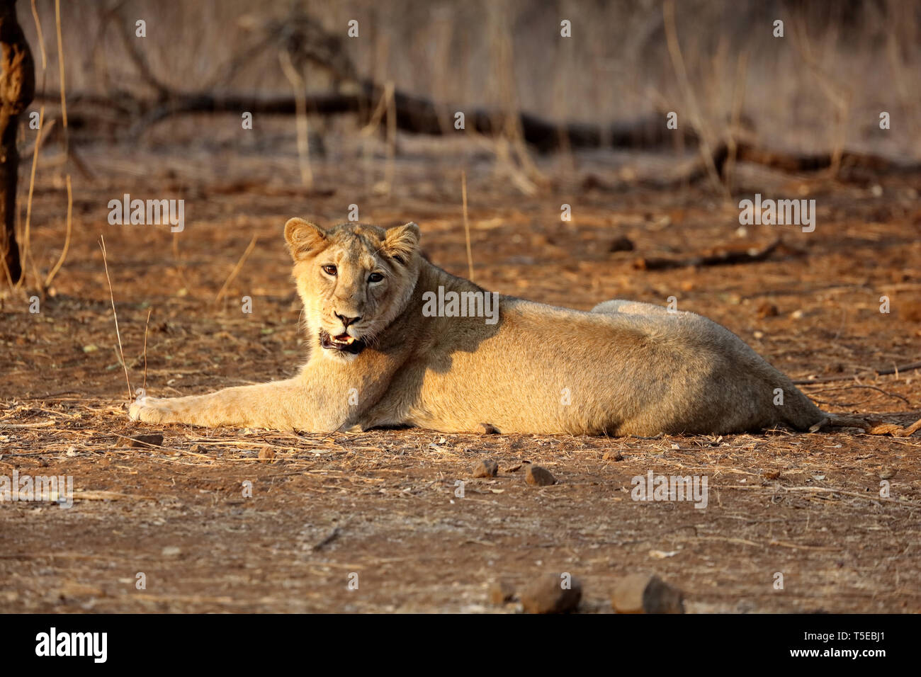 Lion cub sasan gir Gujarat Inde Asie Banque D'Images