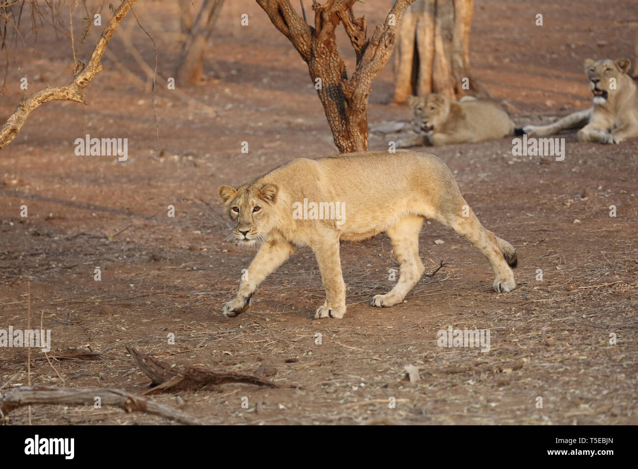 Lion cub sasan gir Gujarat Inde Asie Banque D'Images