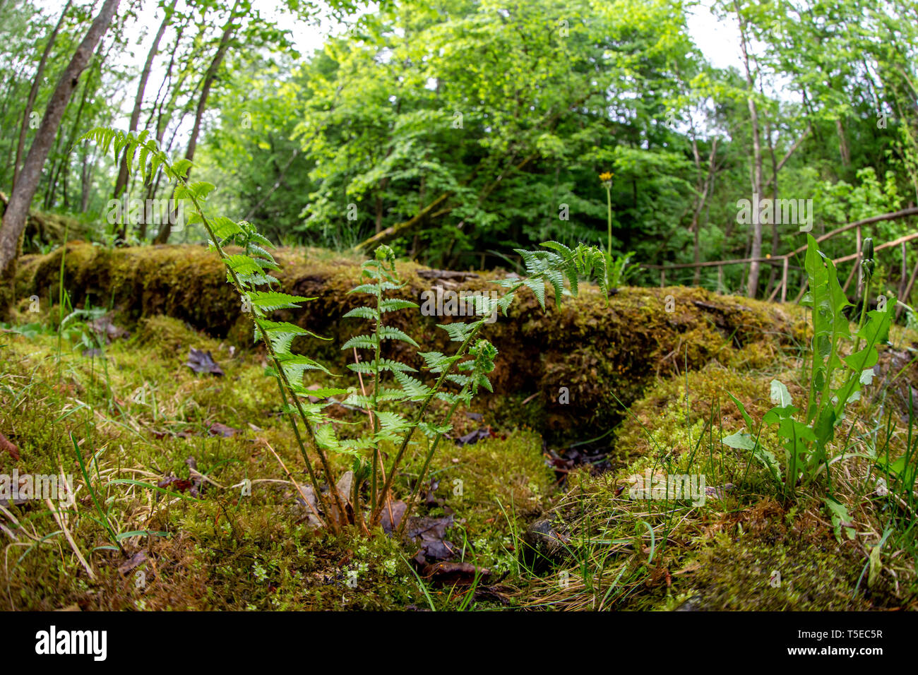 Fern en premier plan et forêt avec pont en bois en arrière-plan. Beau parc de forêt de fougères et pont de bois en Lettonie. Tourné avec la société fishey Banque D'Images