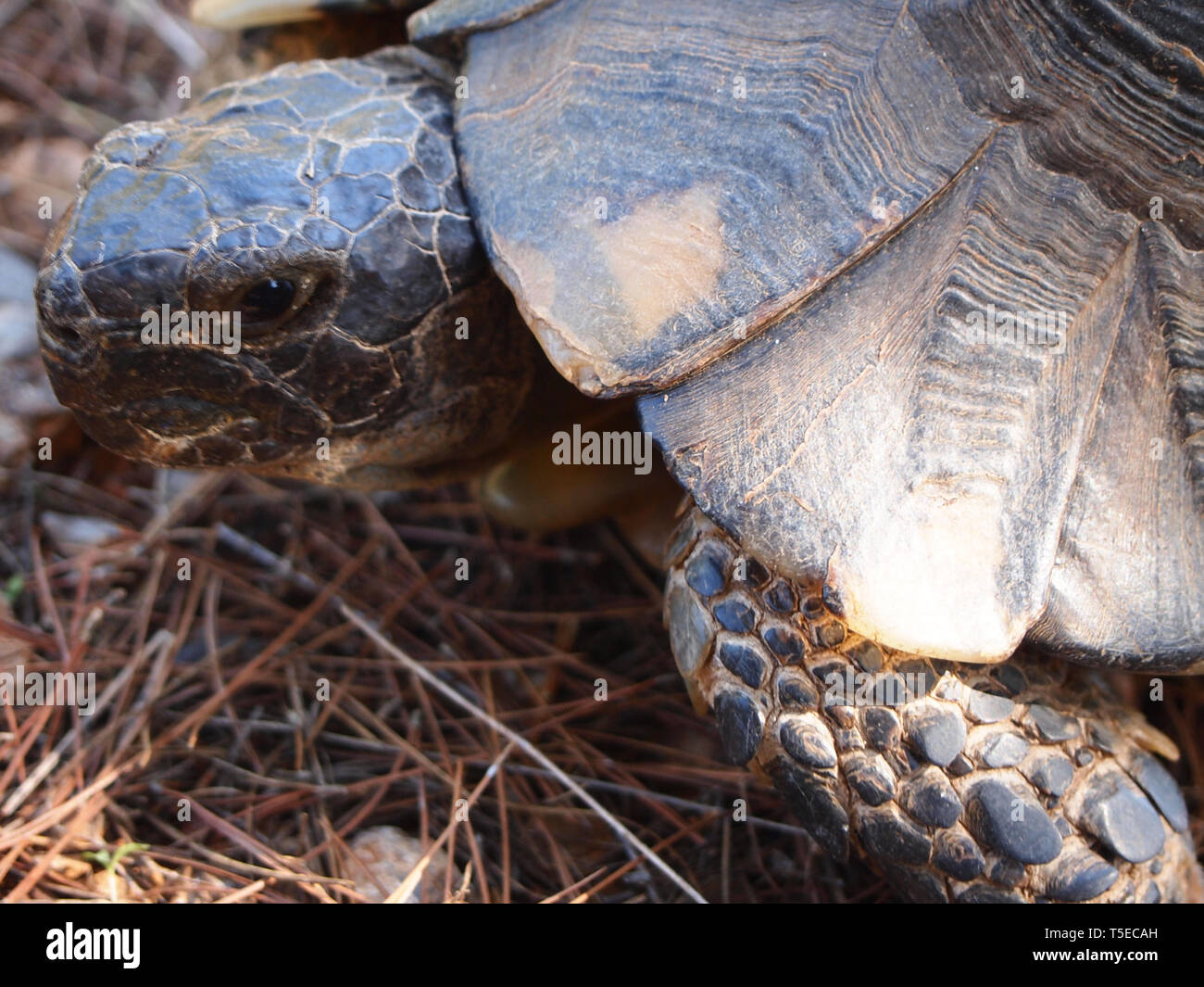Marginated tortoise Testudo marginata, trouvé, dans une forêt de pins dans le sud de la Grèce, de l'habitat Banque D'Images Marginated tortoise Testudo marginata, trouvé, dans une forêt de pins dans le sud de la Grèce, de l'habitat Banque D'Images