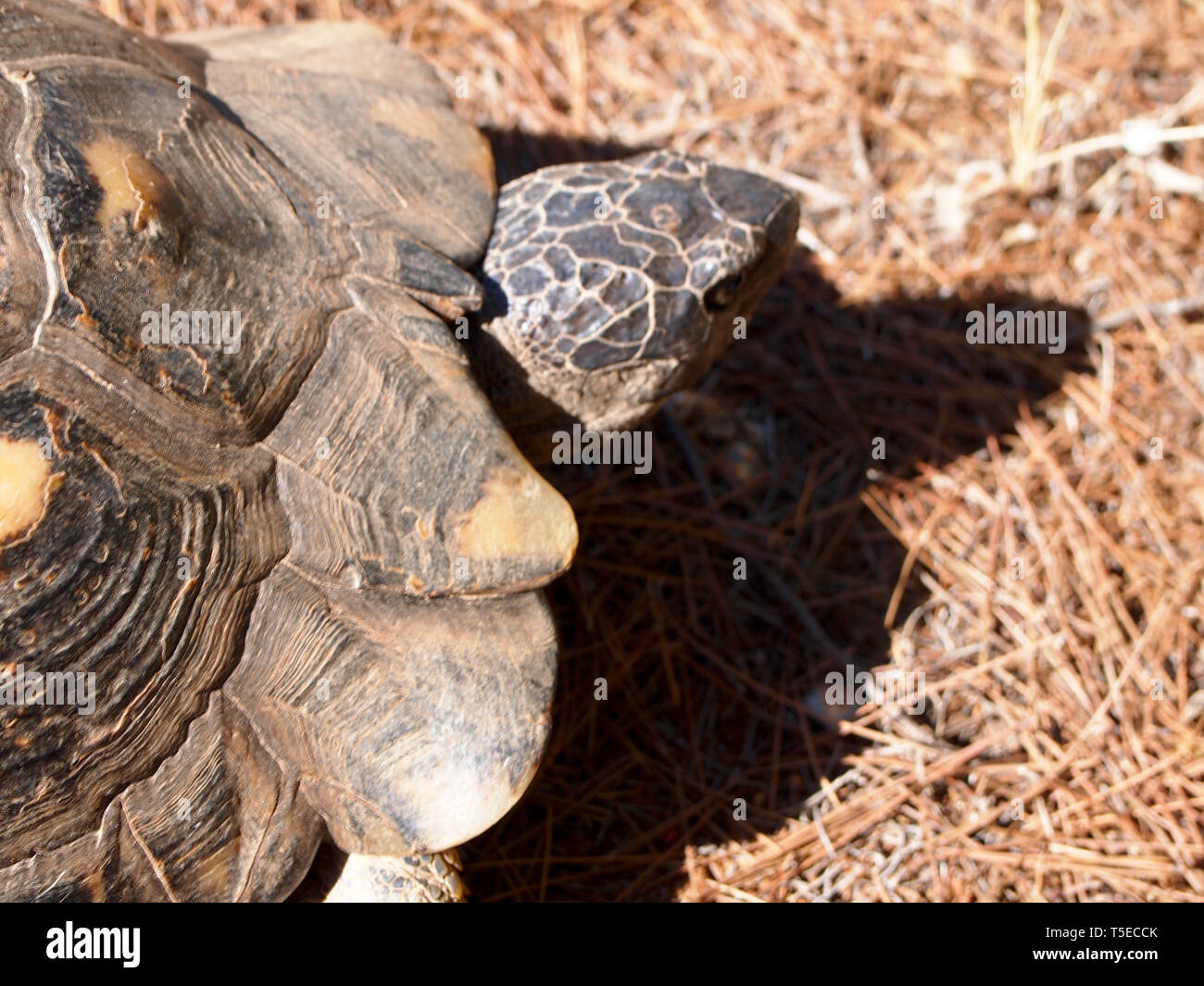 Marginated tortoise Testudo marginata, trouvé, dans une forêt de pins dans le sud de la Grèce, de l'habitat Banque D'Images