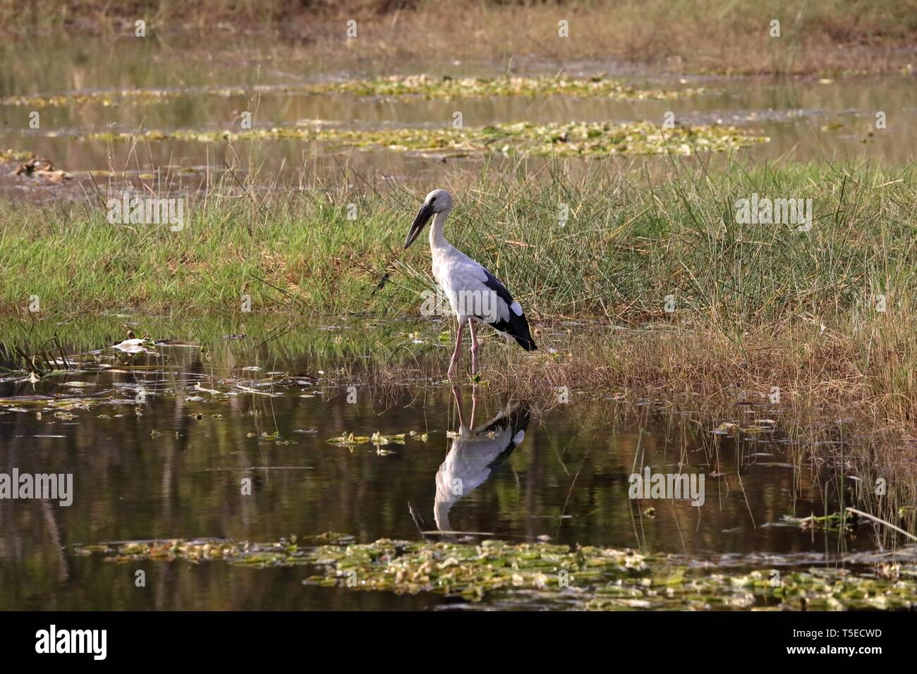 Ouvrir bill stork, tadoba andhari tiger reserve, chandrapur, Maharashtra, Inde, Asie Banque D'Images