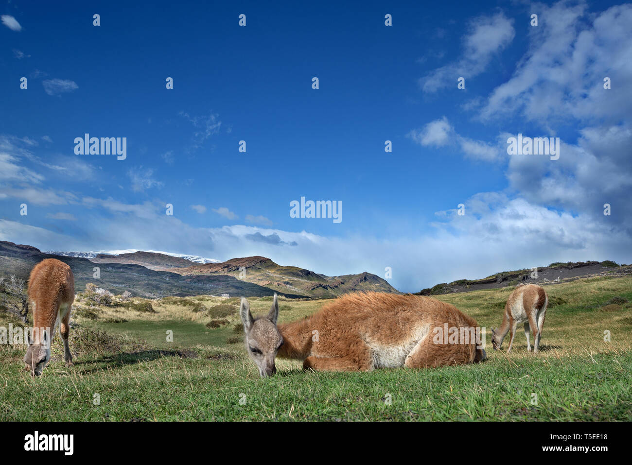 Guanacos (Lama guanicoe), NP Torres del Paine, Chili Banque D'Images