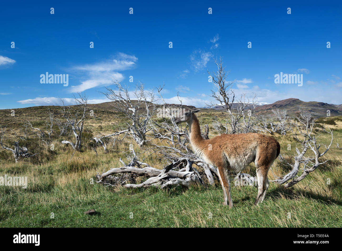 Guanaco (Lama guanicoe), NP Torres del Paine, Chili Banque D'Images