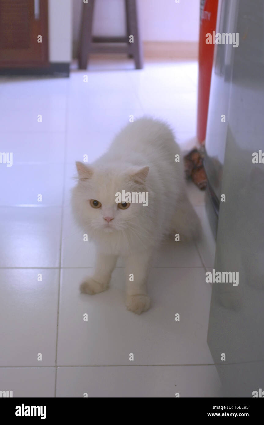 Les chats persan blanc sur le sol Banque D'Images