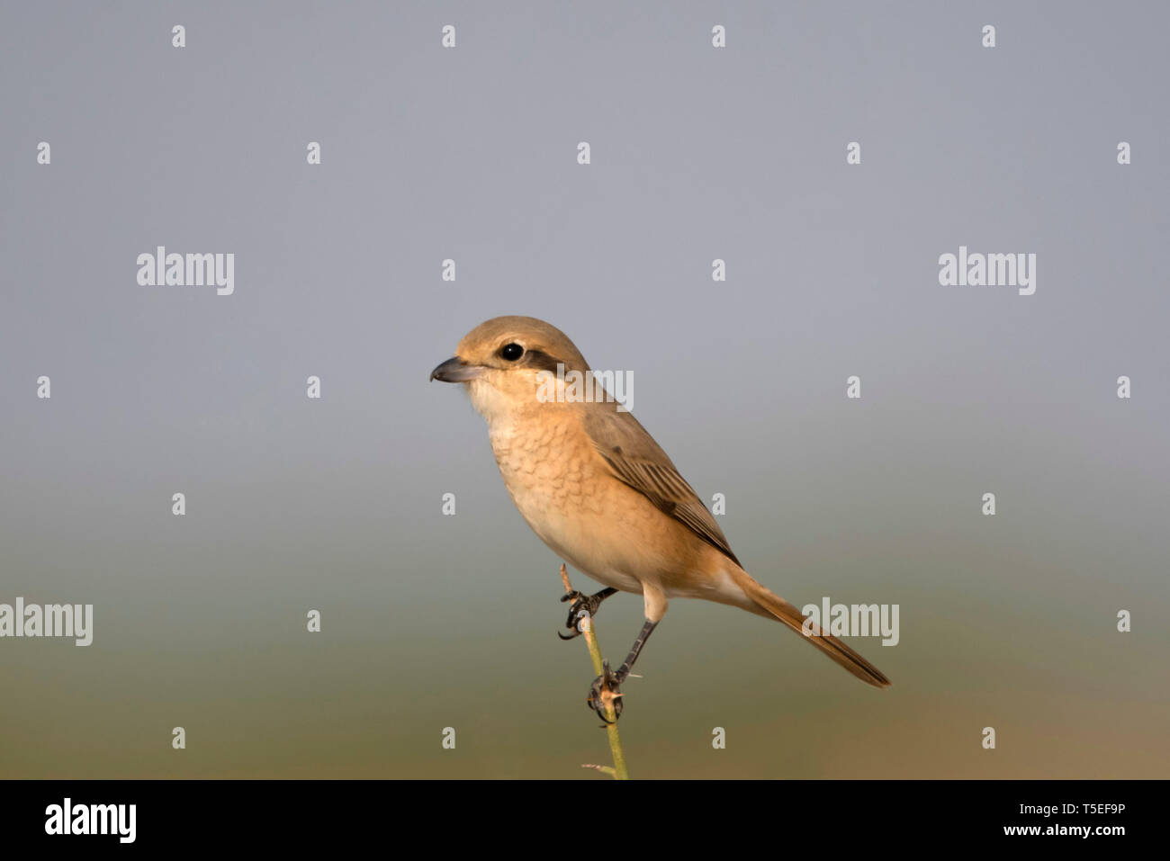 Isabelline Shrike pie-grièche grise, Lanius ou Daurian isabellinus, une plus grande Rann de Kutch, Gujarat, Inde. Banque D'Images