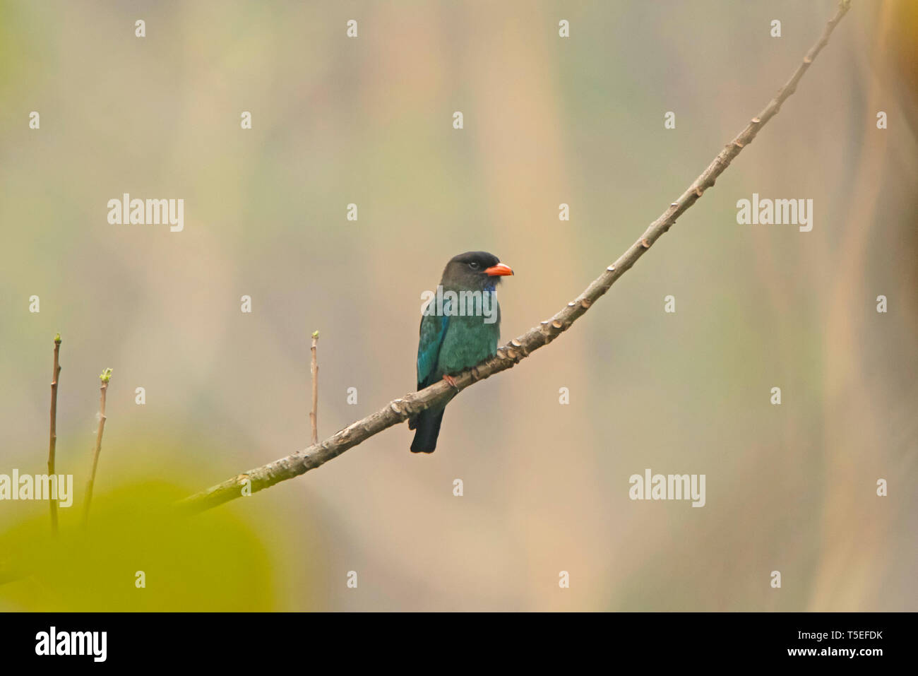 Eurystomus orientalis oriental dollarbird,, Mahananda Wildlife Sanctuary, l'Est de l'Himalaya, en Inde. Banque D'Images