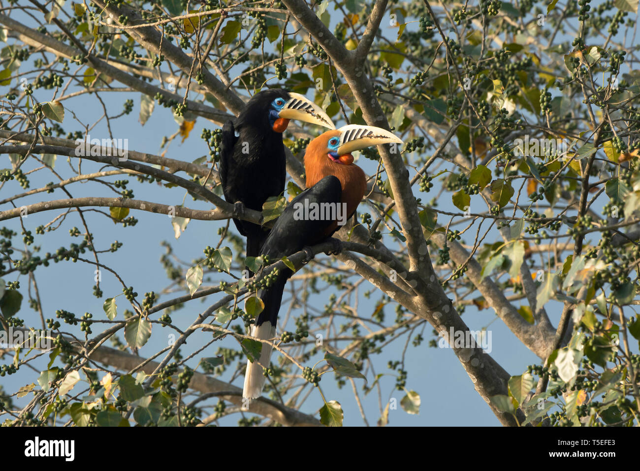 Calao à cou ROUX, femme, homme, Latpanchar, Aceros nipalensis, Mahananda Wildlife Sanctuary, l'Est de l'Himalaya, en Inde. Banque D'Images