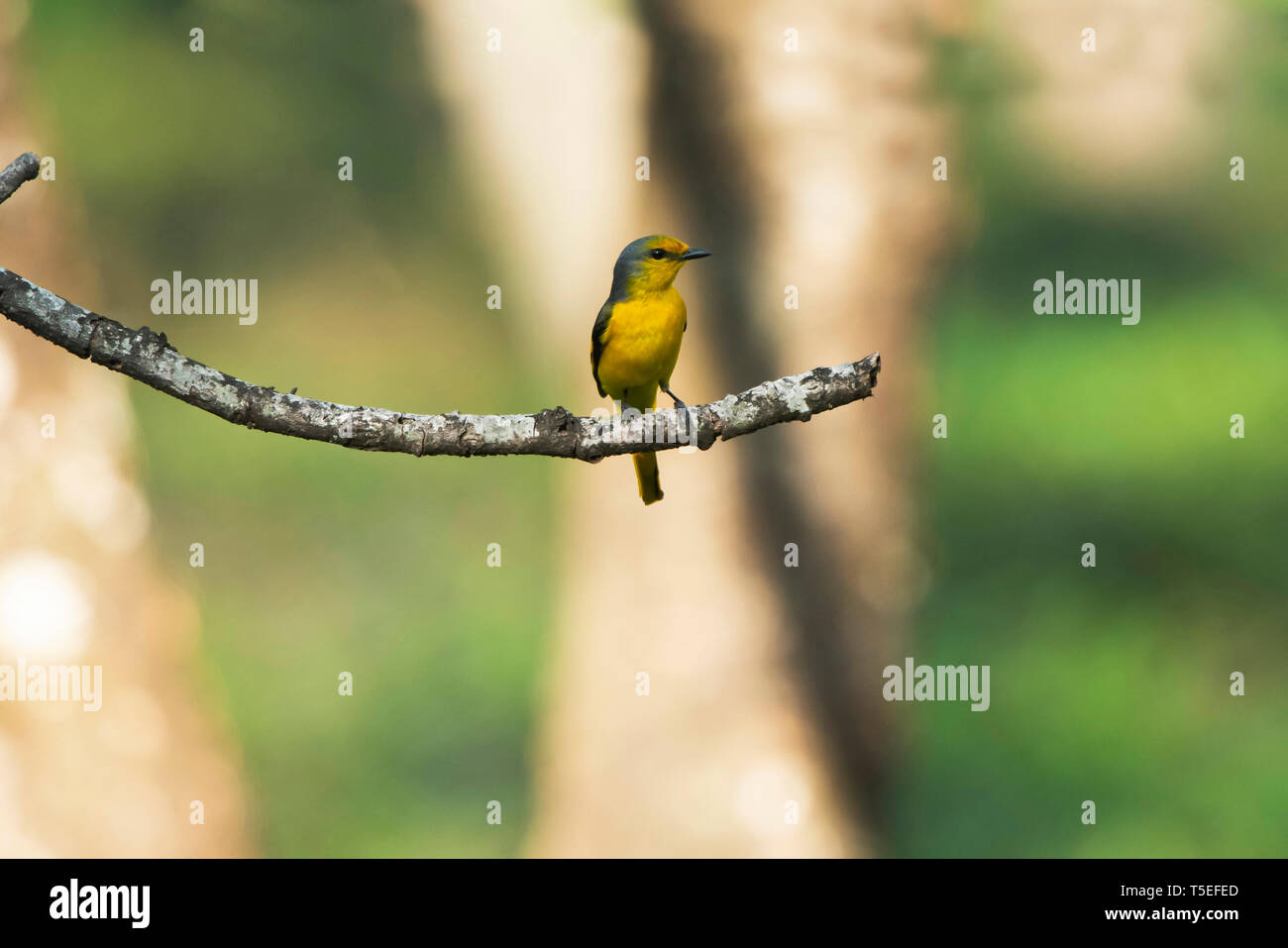 Minivet rouge écarlate, femme, Pericrocotus speciosus, Mahananda Wildlife Sanctuary, l'Est de l'Himalaya, en Inde. Banque D'Images