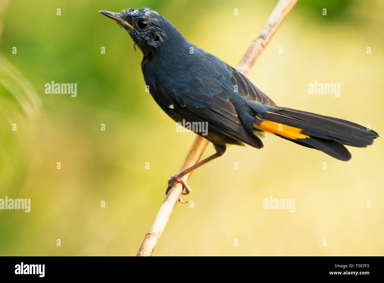 White-bellied paruline flamboyante, Latpanchar, Mahananda Wildlife Sanctuary, l'Est de l'Himalaya, en Inde. Banque D'Images