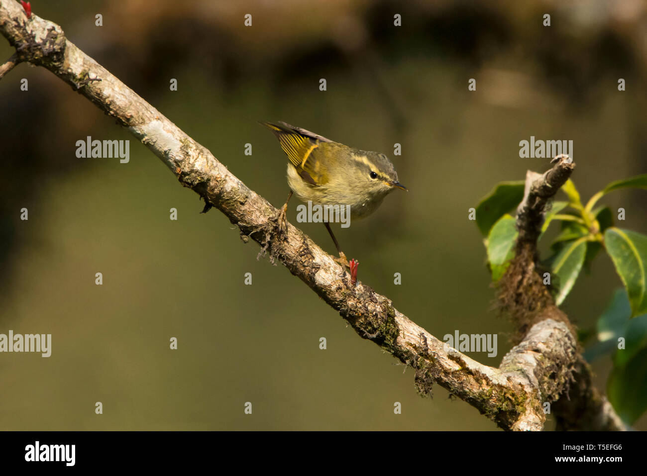 Buff de prescription orangée, Phylloscopus pulcher, le Parc National de Singalila, Darjeeling, West Bengal, India. Banque D'Images