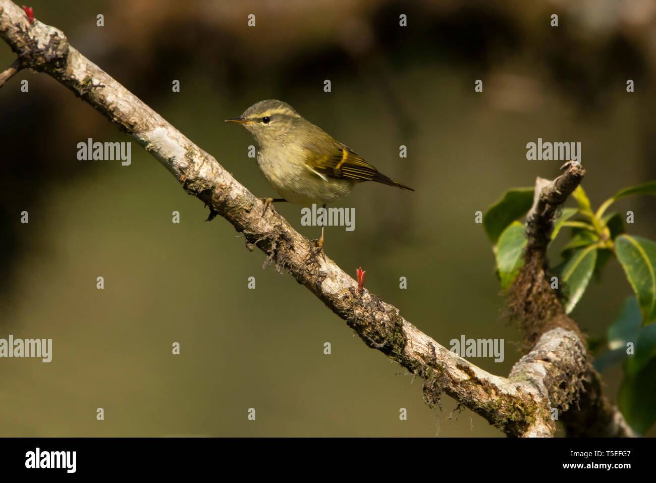 Buff de prescription orangée, Phylloscopus pulcher, le Parc National de Singalila, Darjeeling, West Bengal, India. Banque D'Images