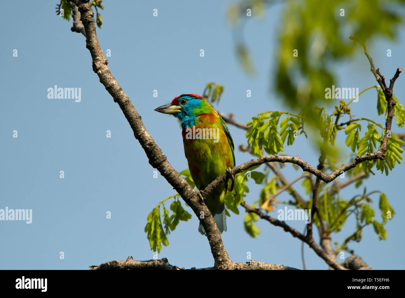 Blue-throated barbet, Erythristic, variante Megalaima asiatica, Mahananda Wildlife Sanctuary, l'Est de l'Himalaya, en Inde. Banque D'Images
