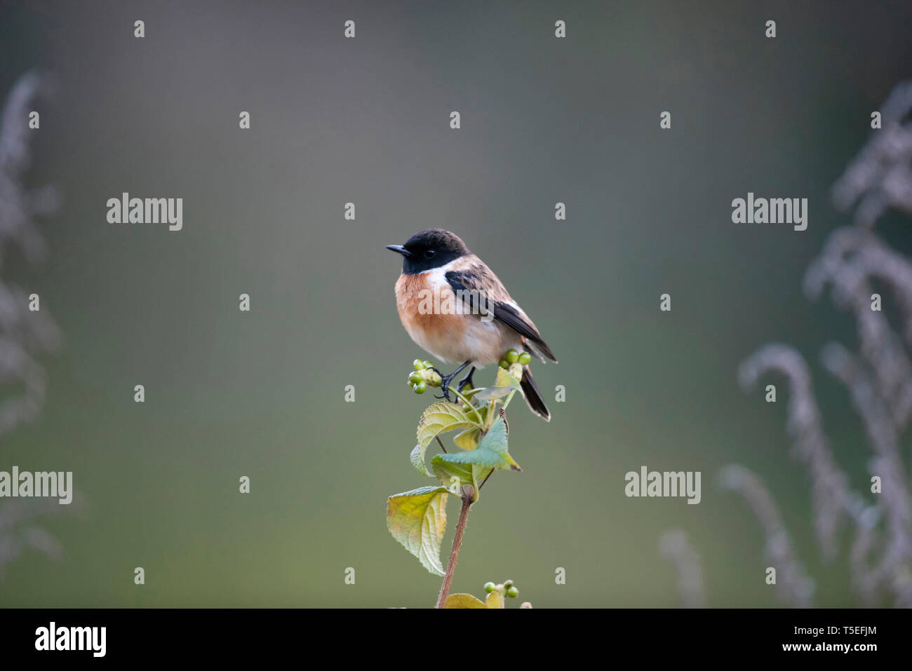 Saxicola torquatus, stonechat commun Sattal, Uttarakhand, Inde. Banque D'Images